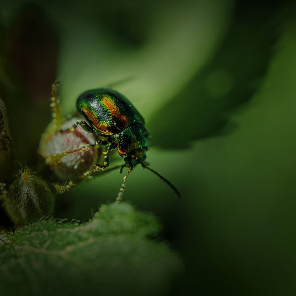 Фотография автора Онучина Юлия