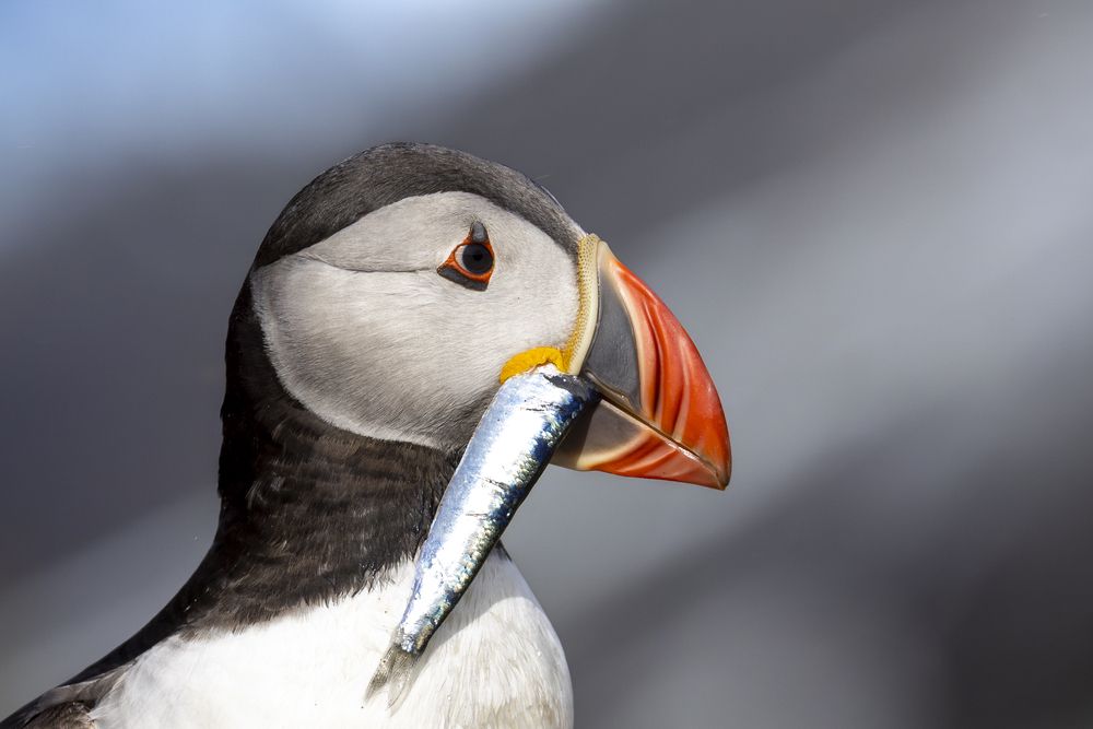 Photograph by Ellen Lichtenheldt