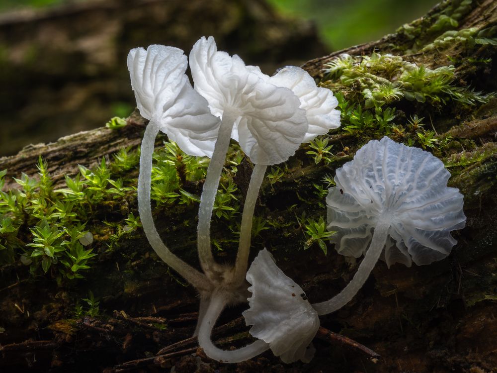 Delicatula integrella