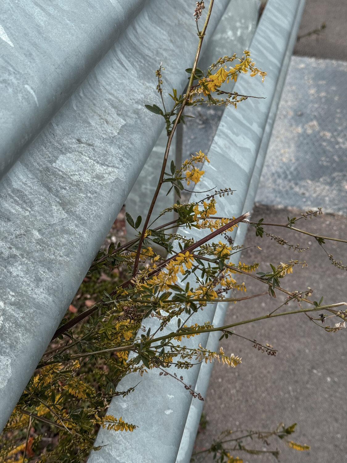 Photo #13275279