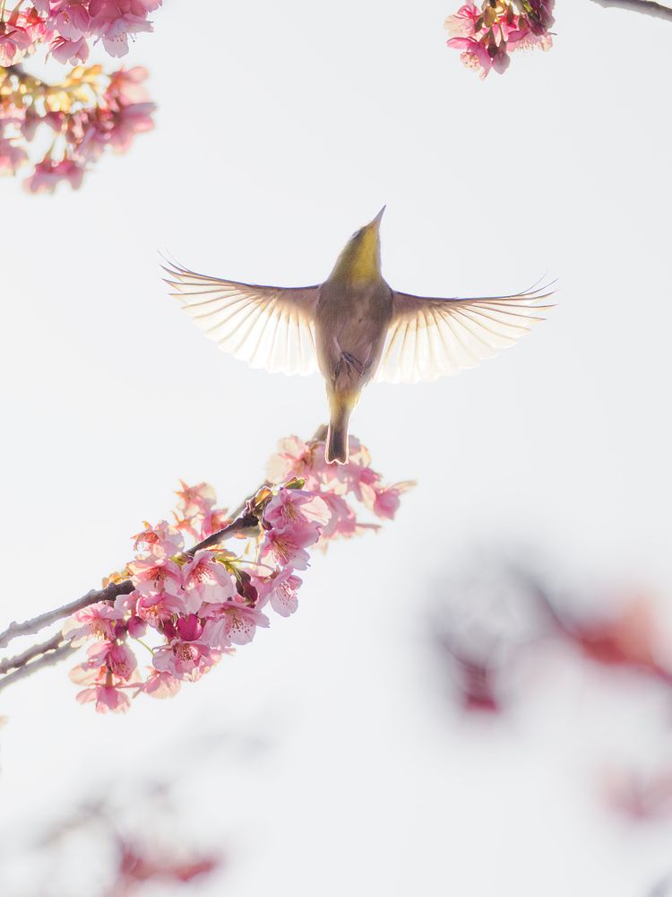 Photograph by Asahina Akira