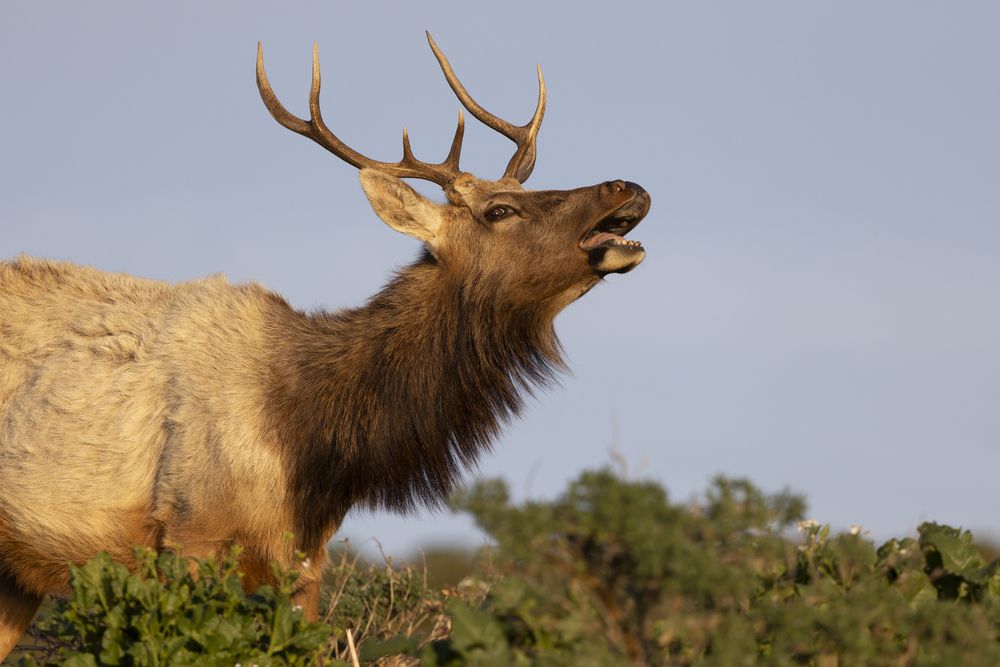 Tule Elk