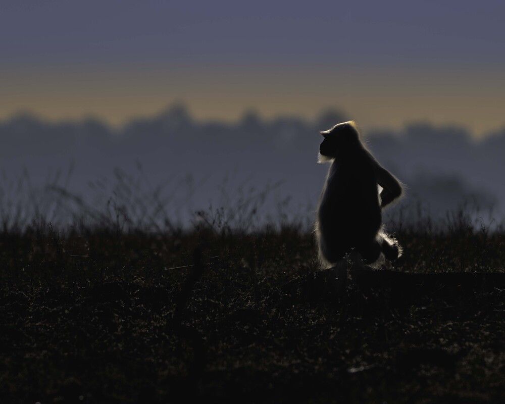 Twilight Contemplation