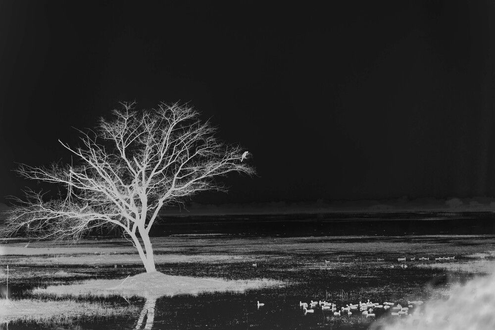 Veil of Stillness