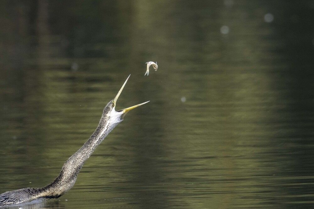 Split-Second Salvation Description: