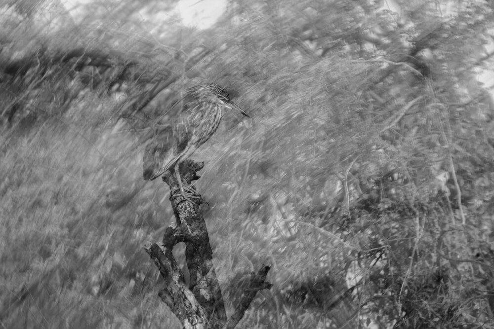 Whispers in Motion