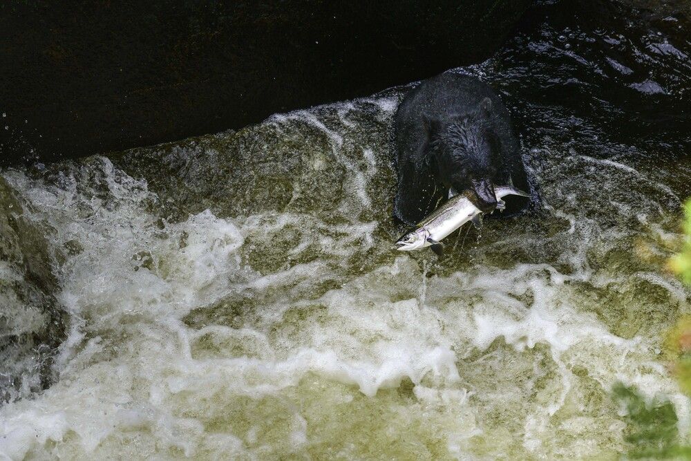 Grip of the Rapids