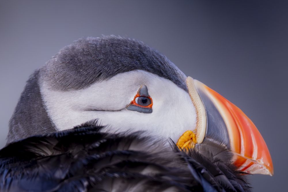 Photograph by Ellen Lichtenheldt