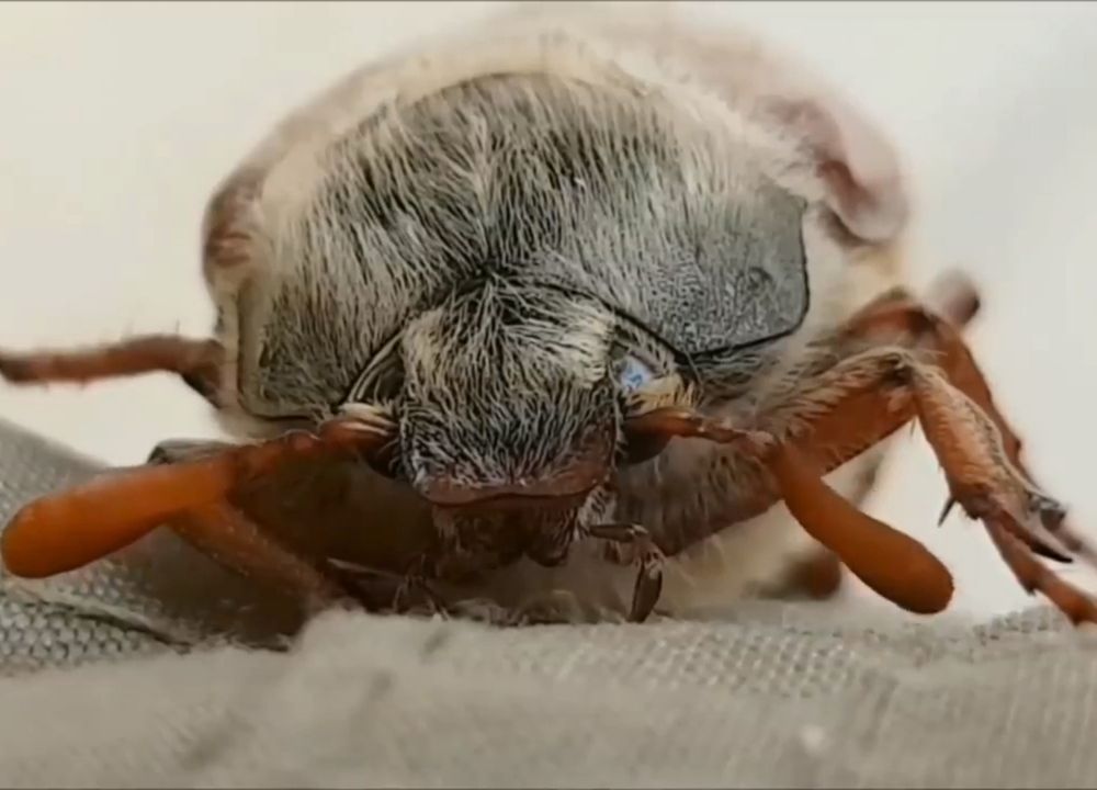 Photograph by Ирина Рягузова