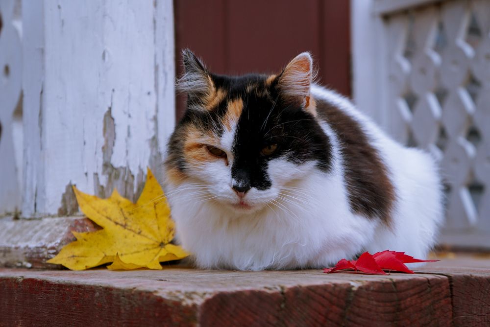 Photograph by Симикова Светлана