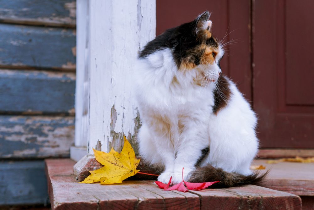 Photograph by Симикова Светлана