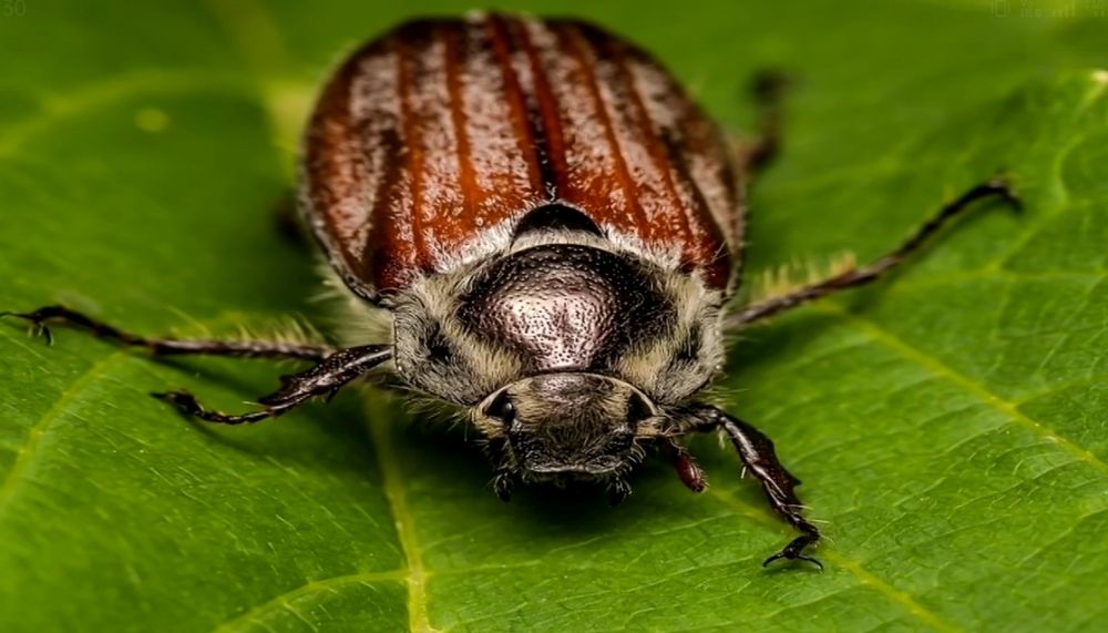 Photograph by Ирина Рягузова