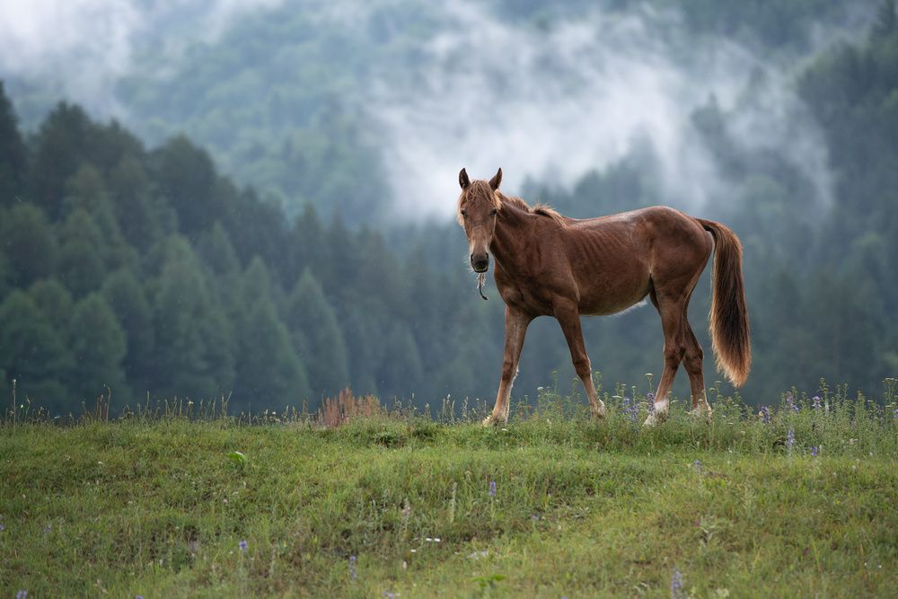 Photograph by Хуршудов Дмитрий