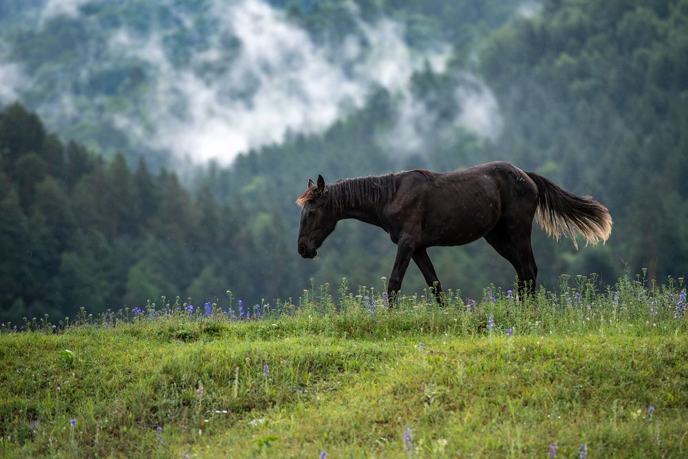 Photograph by Хуршудов Дмитрий