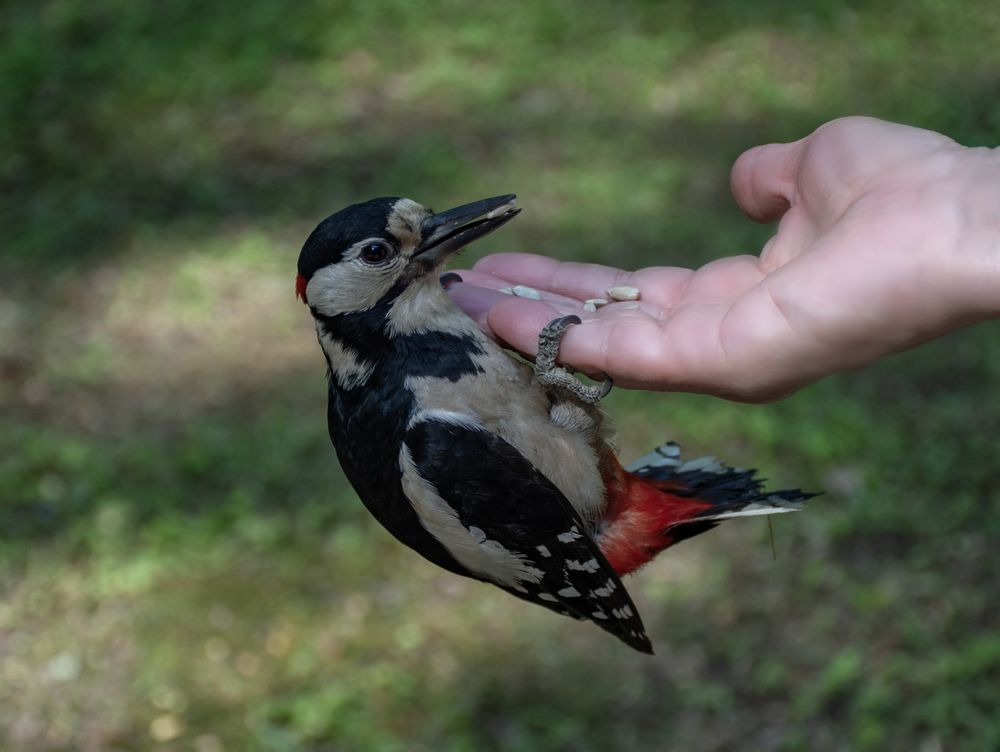 А ждали синичку...