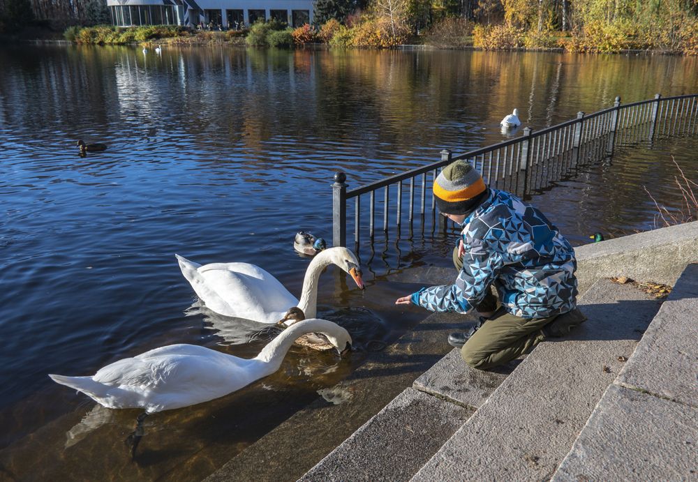 Гуси-лебеди