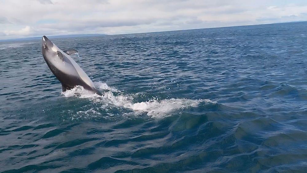 Magellan Dolphin