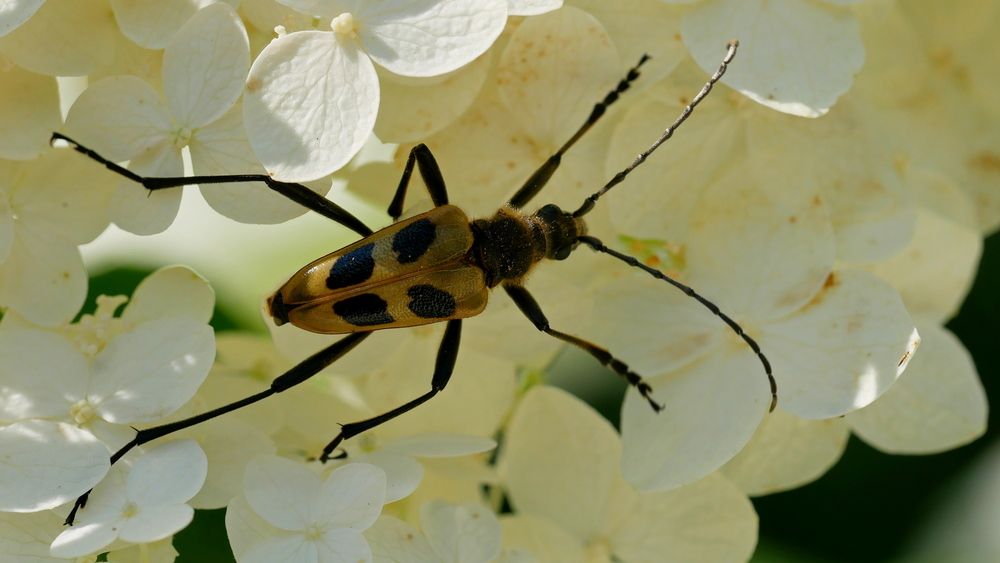 Фотография автора Владимир Лобанов