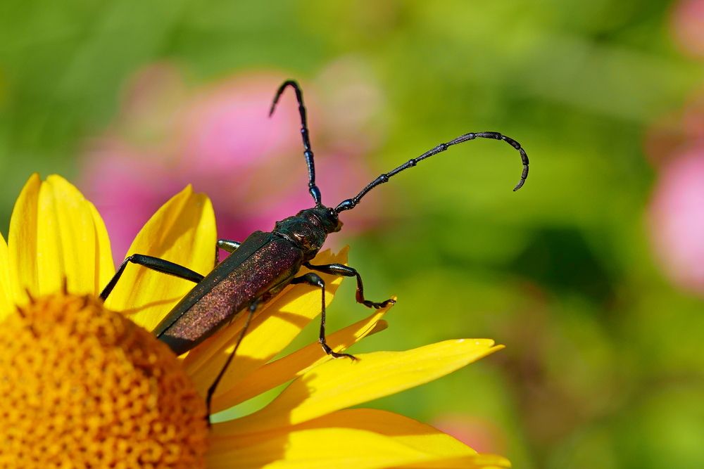 Фотография автора Владимир Лобанов