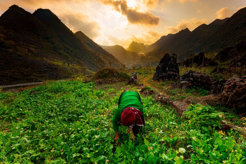 Harvesting Light in the Valley of Stone