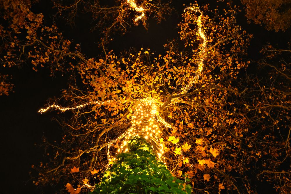 Dancing tree