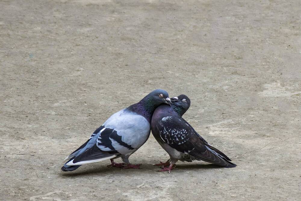 Photograph by Ирина Шибитова