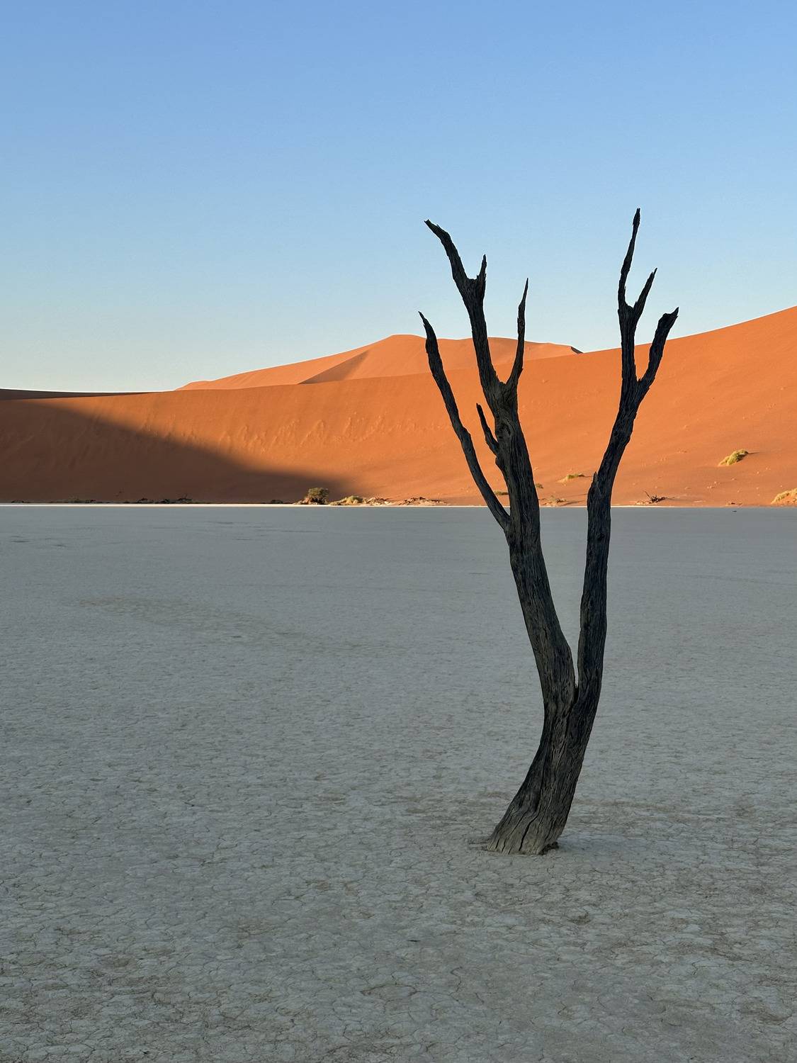 Exquisite Tree of Deadvlei during Sunrise, Namibia