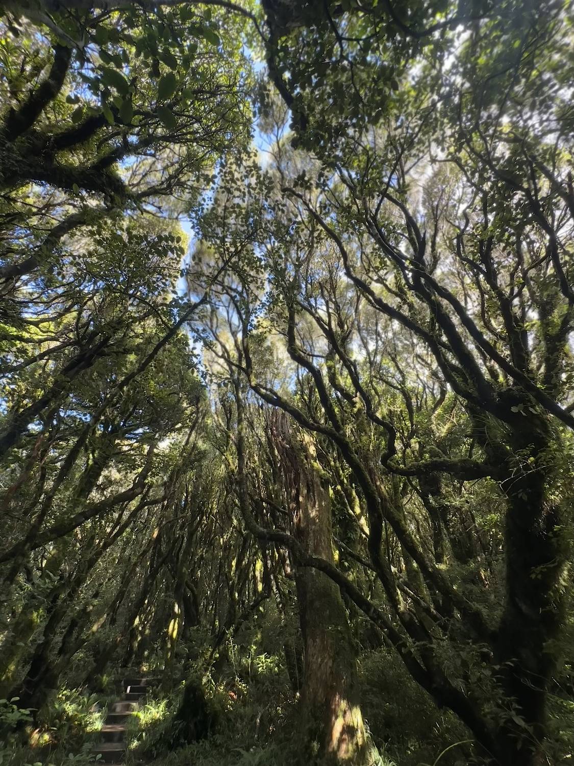 Magic Forest of Egmont National Park, North Island, New Zealand
