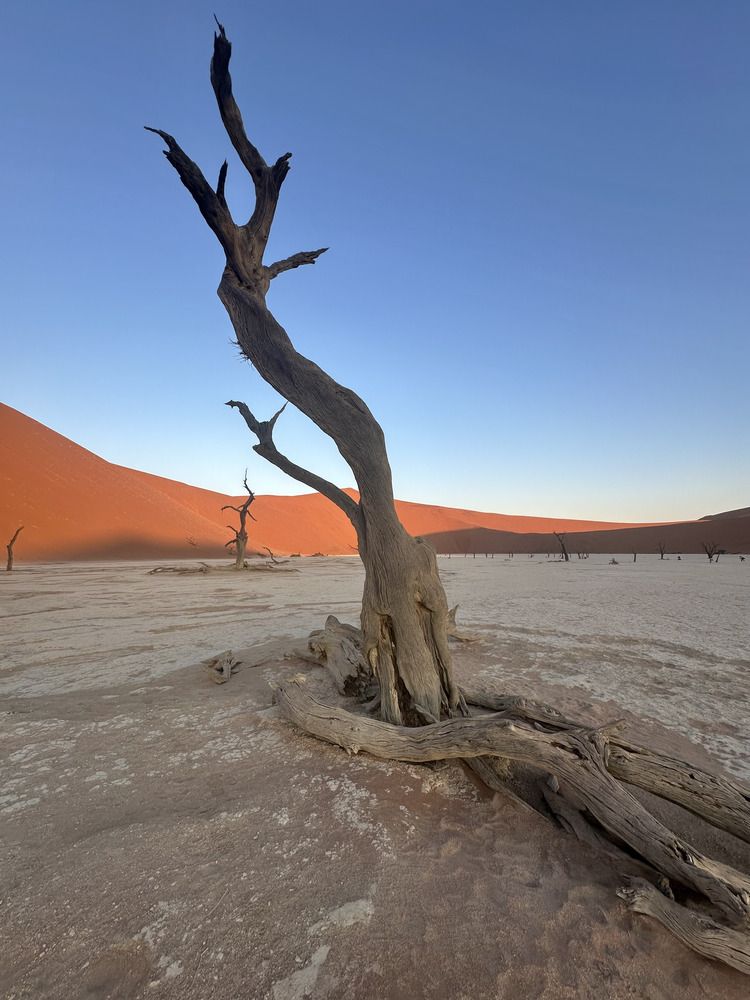 Trees of Deadvlei, Namibia