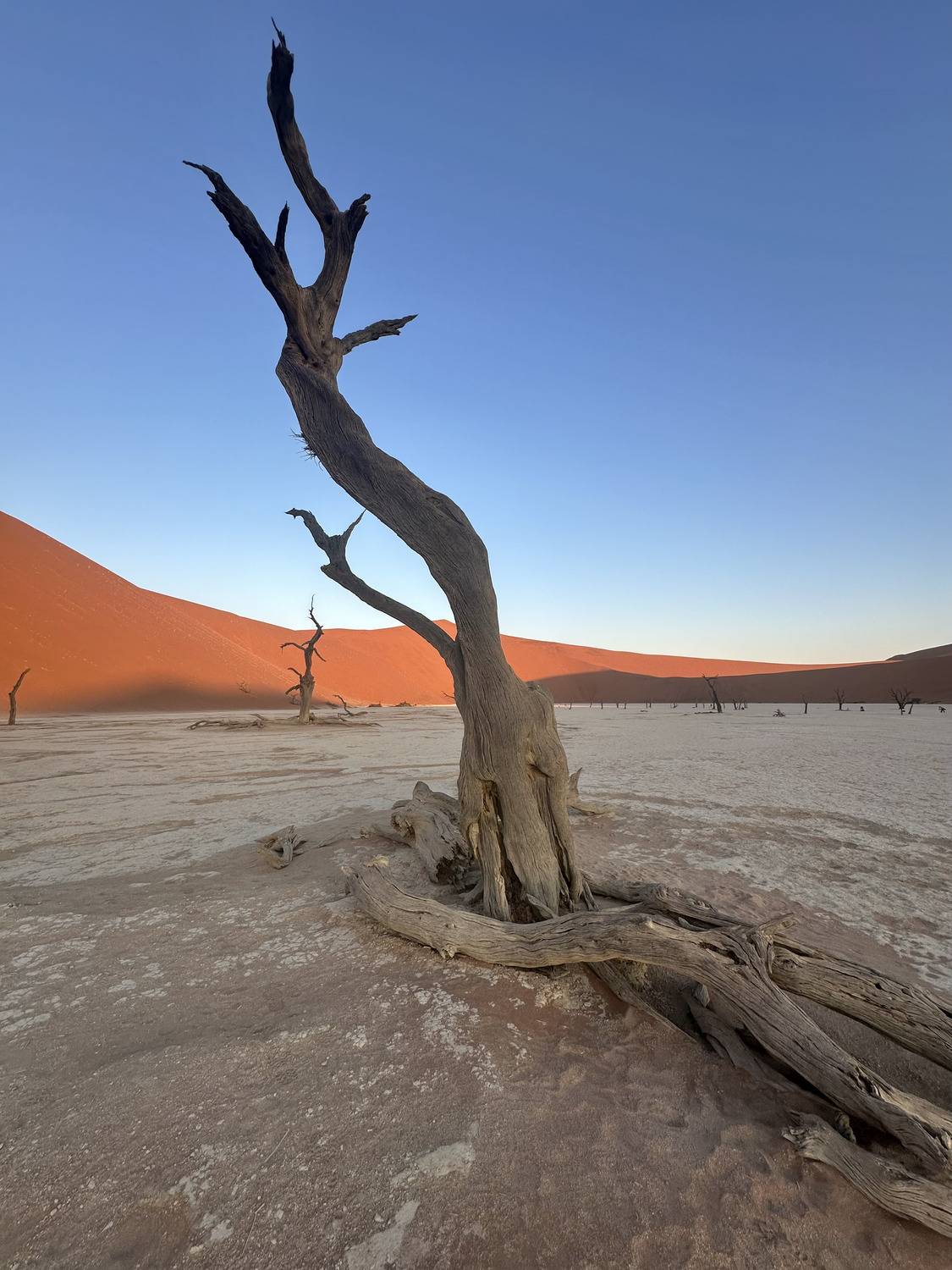 Trees of Deadvlei, Namibia