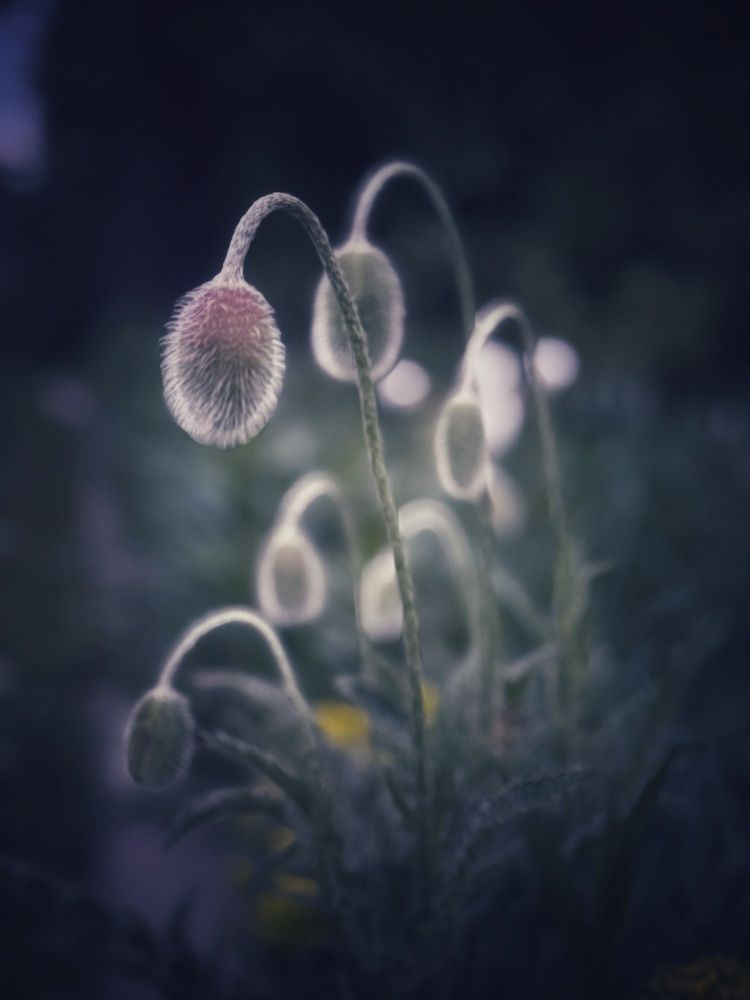 Photograph by Светлана Долганова