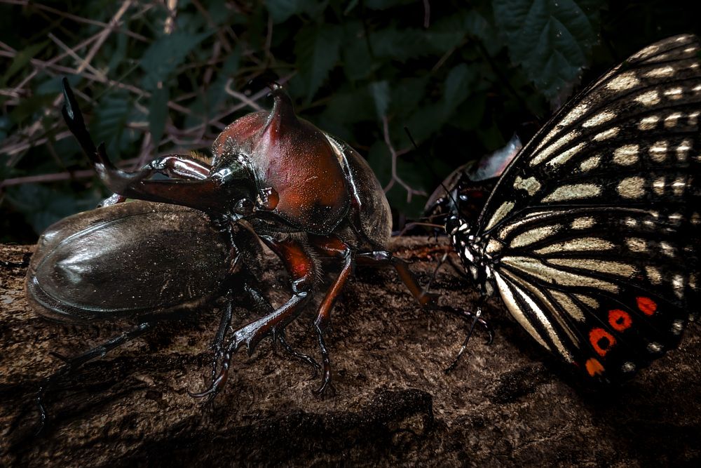 Фотография автора Uesan Aliace