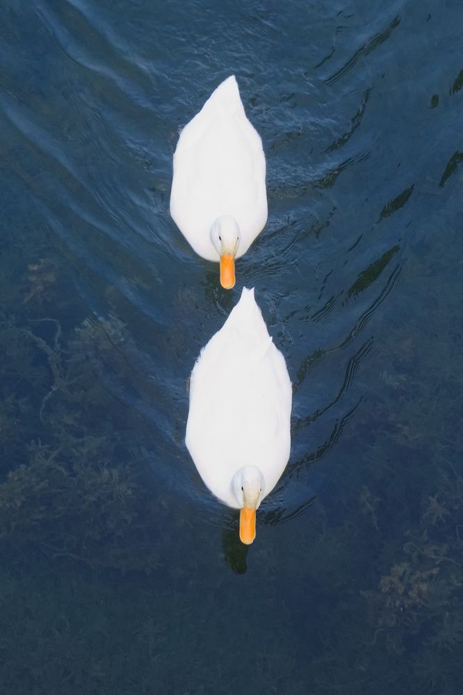 Фотография автора Guillermo Topp