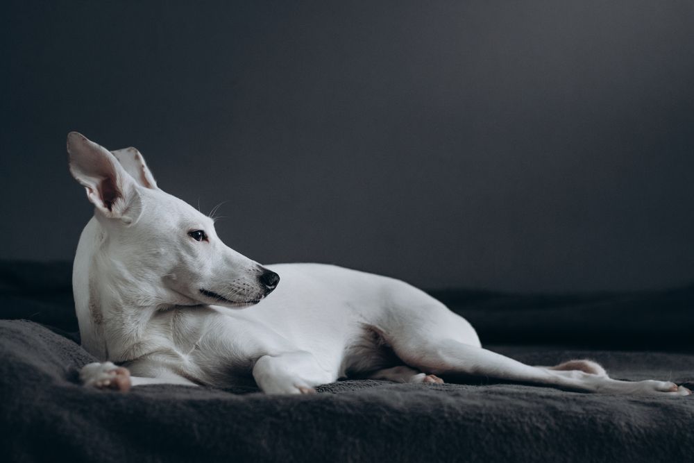 Photograph by Данил Шукан