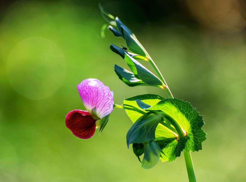 Translucence