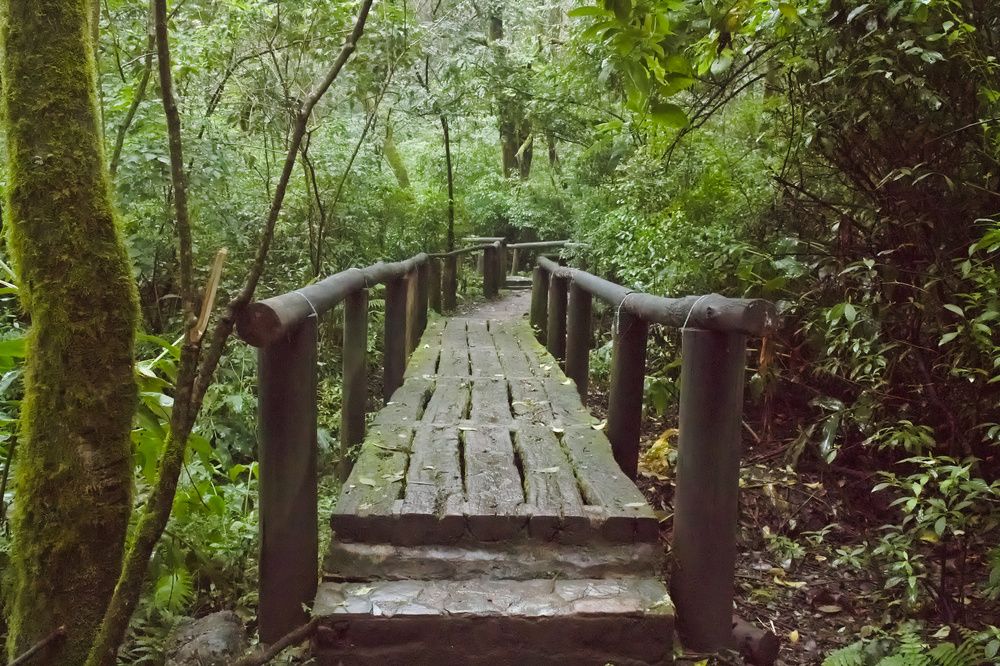 Puente de madera