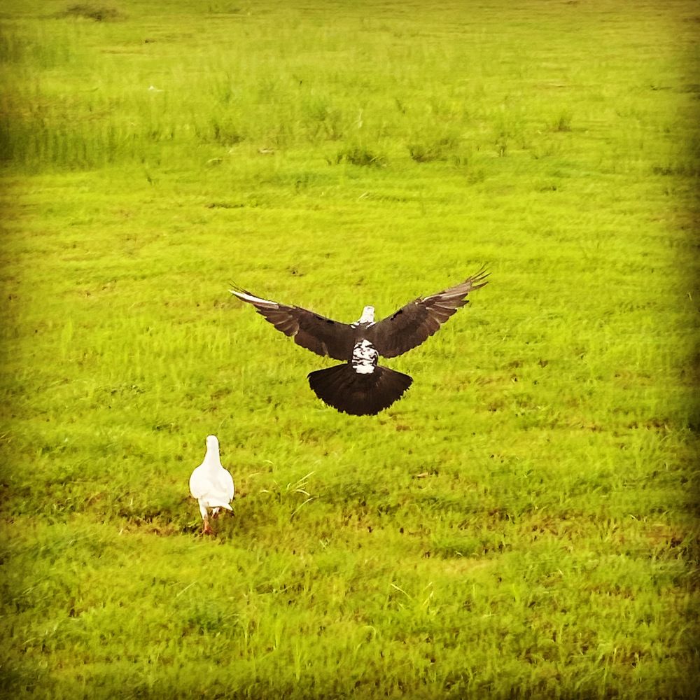 Photograph by Dr Naren Telluri
