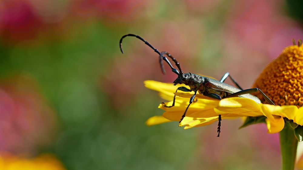 Фотография автора Владимир Лобанов