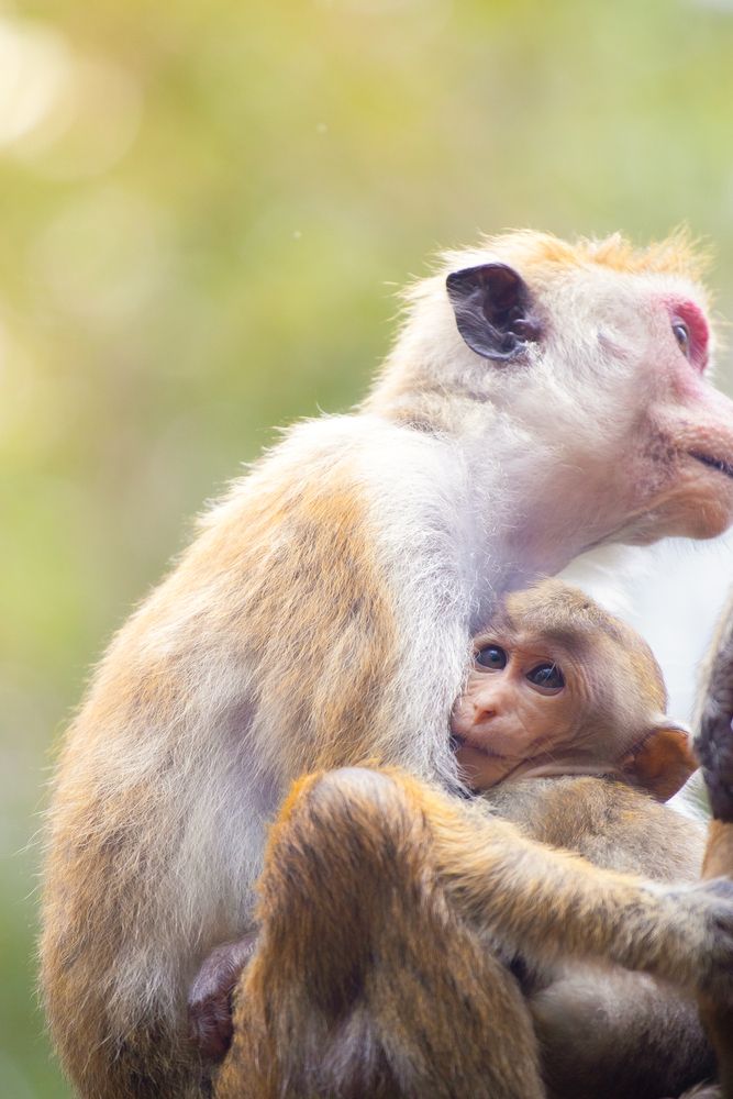 Photograph by Chanika Dulnitha