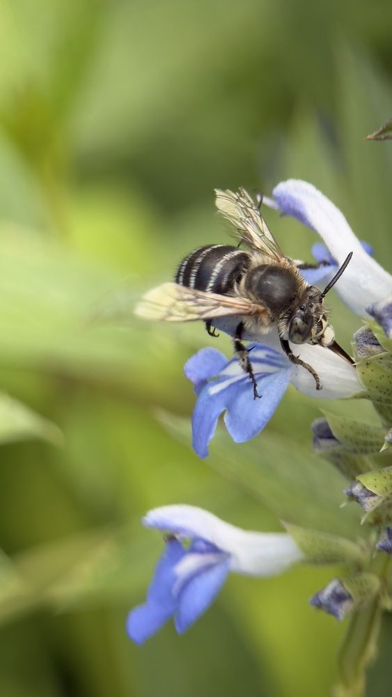 Blue-Banded Bee