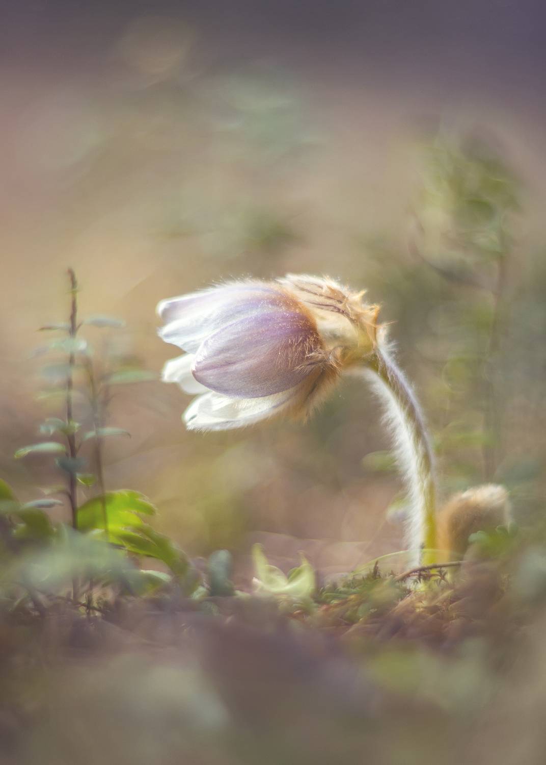 Хрупкая красота весны