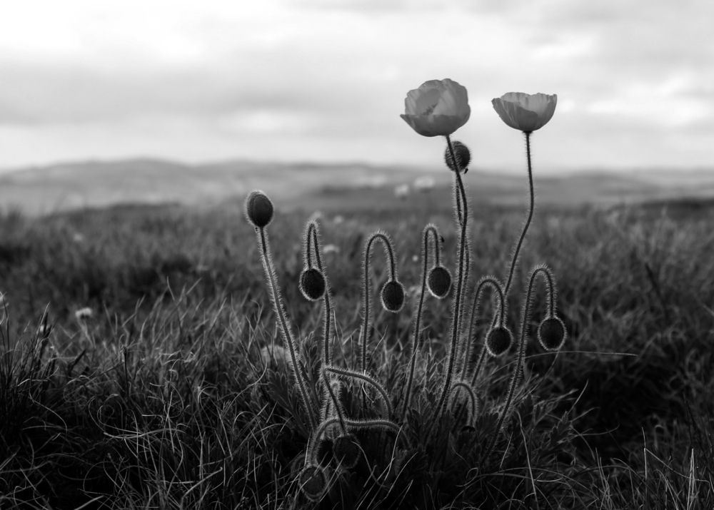 Photograph by Евгения Флиорчук
