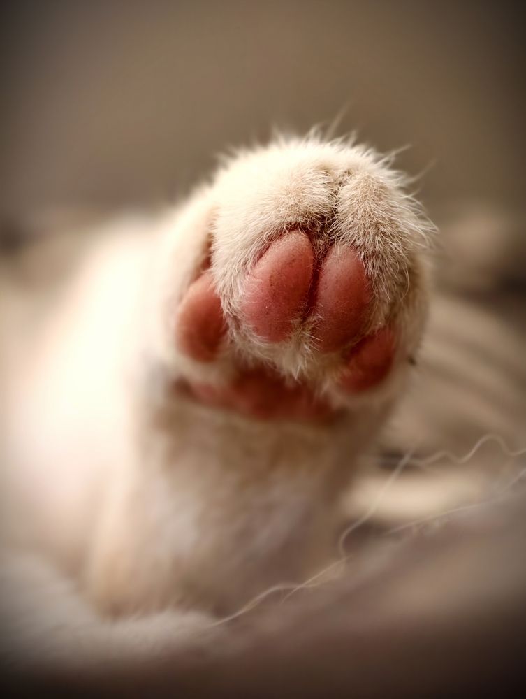 Kitten sleep...