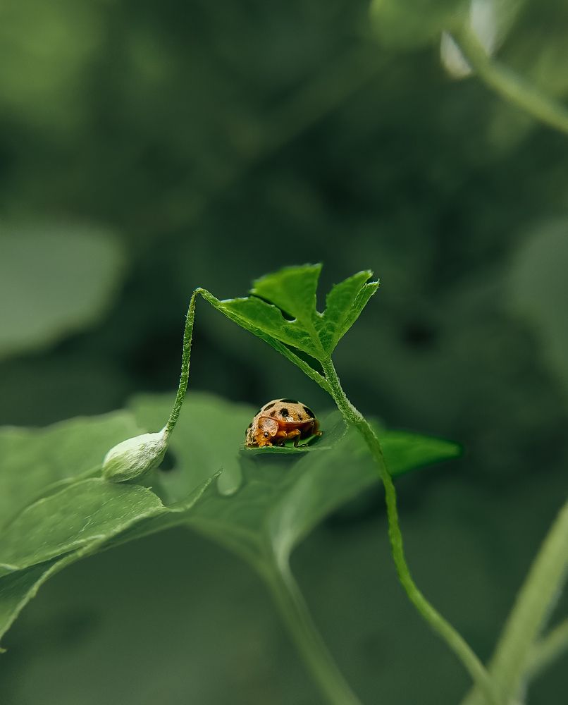 Photograph by Souvik Bhattacharyya