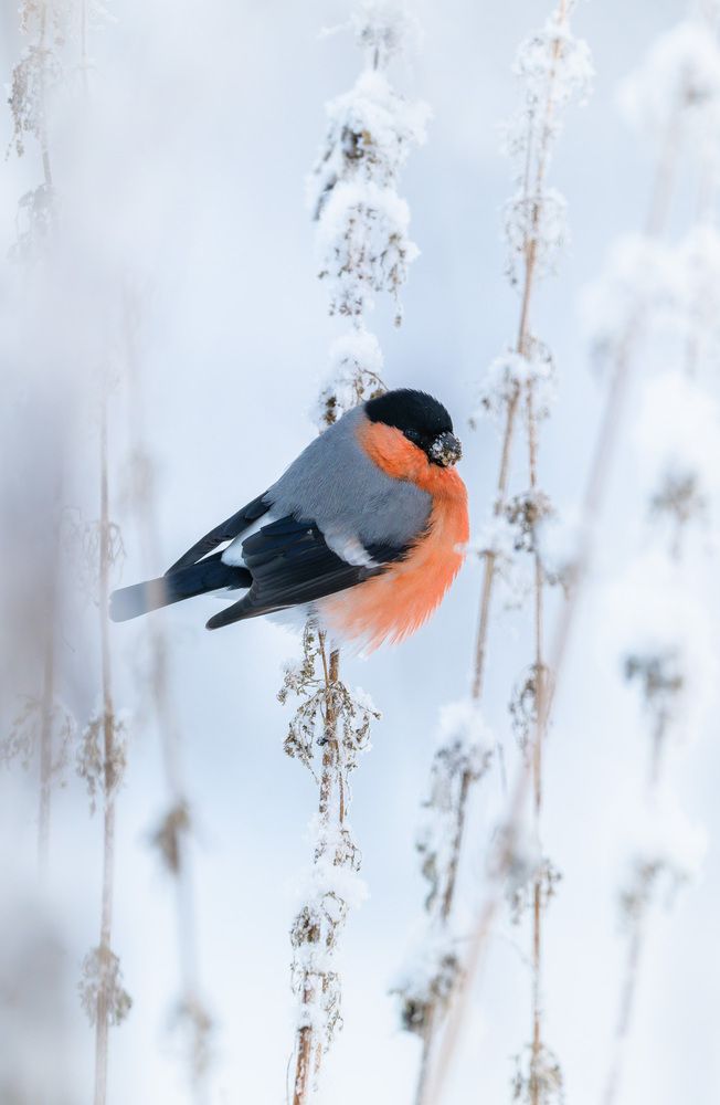 Photograph by Алексей Зайцев