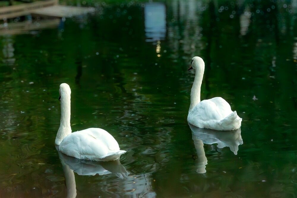 Photograph by Александр Порохов