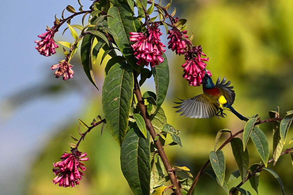 Photograph by SRIMANTA RAY