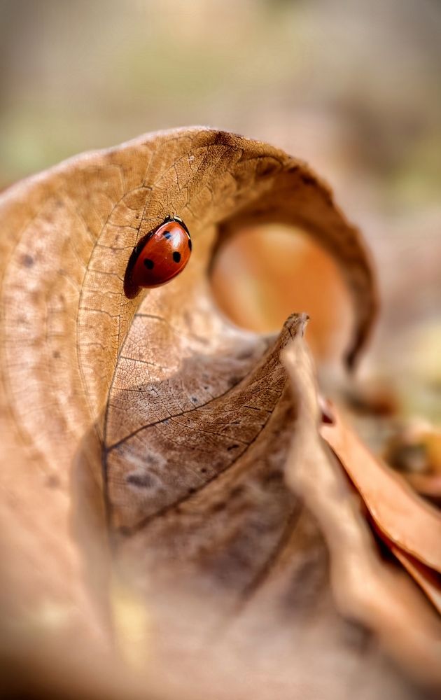 Photograph by Szilvia Pap