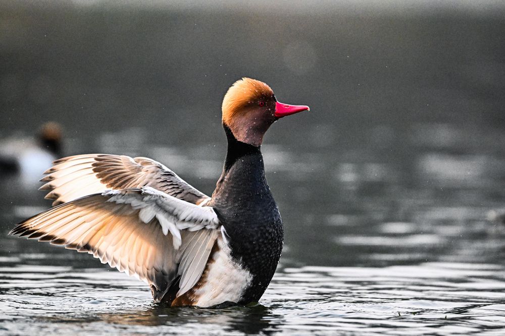 Photograph by SRIMANTA RAY