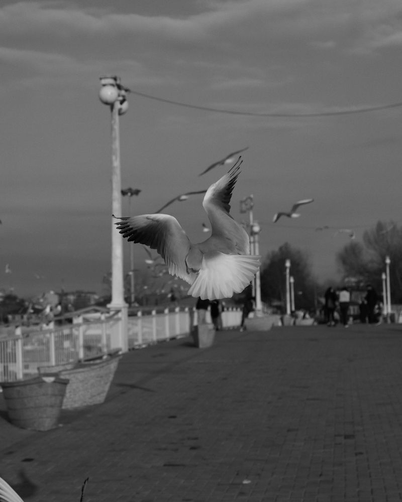 Photograph by Parsa Reisdanaei